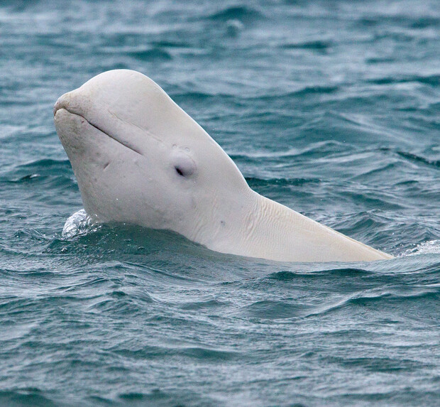 A beluga whale pops its head above the water's surface, surrounded by rippling ocean waves under an overcast sky.